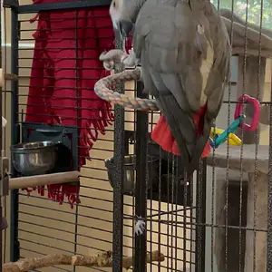 Yvons outside of cage.MOV