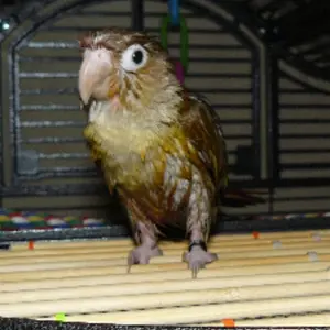 wetconure.webp