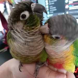 Media '1000007447.webp' in category 'Conures'