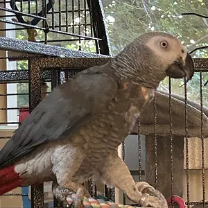 Yvons again on door perch.webp