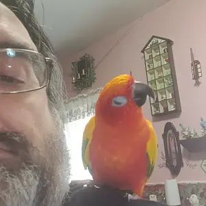Media '20250809_165530.webp' in category 'Conures'