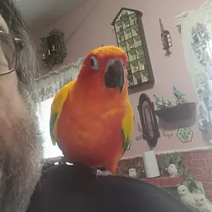 Media '20250809_165540.webp' in category 'Conures'
