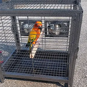 Media '20250612_163927.webp' in category 'Conures'