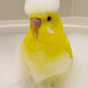 Media '1000018075.webp' in category 'Budgies, Parakeets, and Cockatiels'
