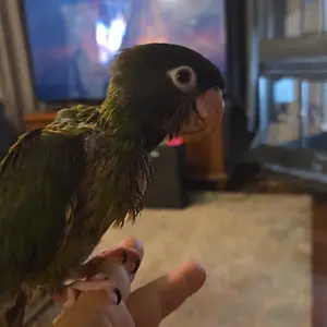 Media 'Messenger_creation_752EE3C9-C203-4F2D-890B-8B633405979A.webp' in category 'Conures'