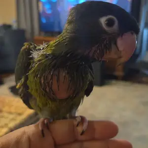 Media 'Messenger_creation_0D14B47E-E94A-498F-AF2A-518ADF9D5535.webp' in category 'Conures'