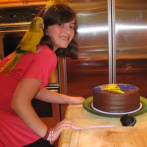 My Golden Conure