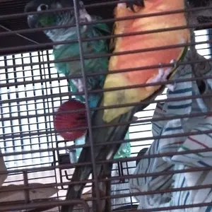 Mango And Kiwi