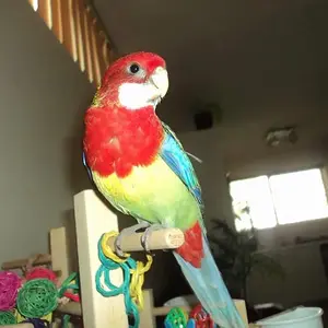 Napoleon