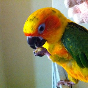 Rio Sun Conure