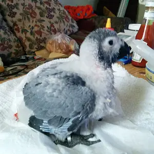 Media 'African Grey Baby (6 Weeks)' in category 'Congo & Timneh Greys'