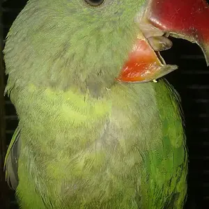 My Alexandrines