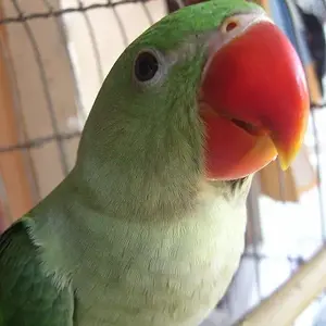 My Bird