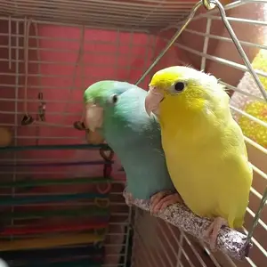 Parrotlets