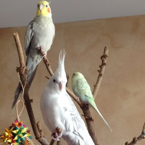 The Birds Just Chillin On The Tree.