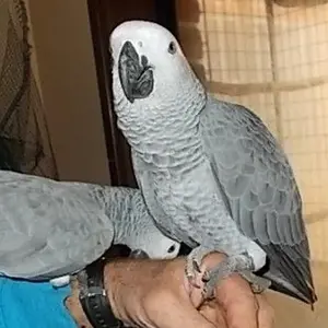 African Grey