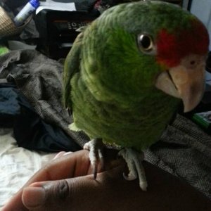 Rain The Red Crown Amazon Parrot