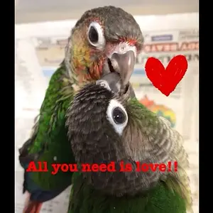 All You Need Is Love!
