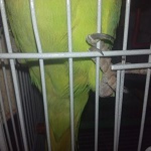 My Laadly Parrot