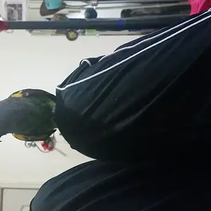 Meena The Meyers Parrot