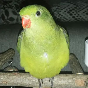 Midori