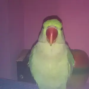 Golu The Alexandrine Baby