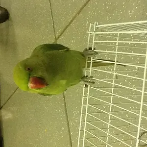 My Indian Ringneck