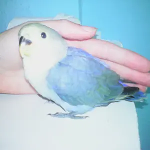 Lovebird: Nube