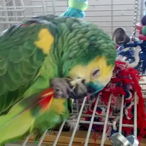 Mackster Scritching Himself