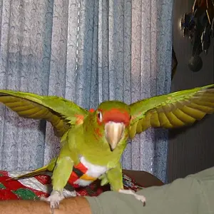 Conner Ready For Christmas 2014 Flight.