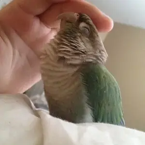 Old Baby Photos Of Pringle