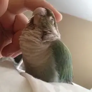 Old Photos Of Pringle