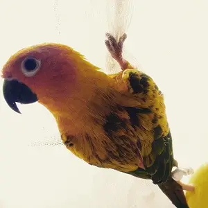 Pipa The Sun Conure