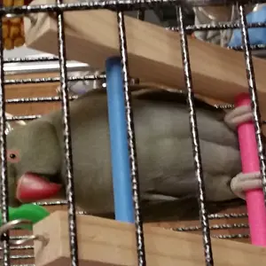 Cedric