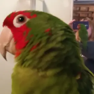 My Baby Red