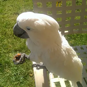 Lucky Bird