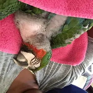 Baby Harlequin