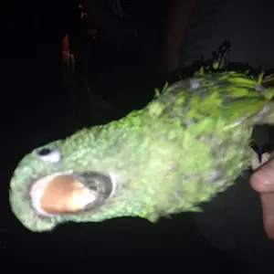 Blue Crowned Conure- Raymond<3
