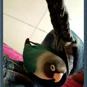 I Carry Him With Me Everywhere