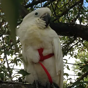 First Time Outside With Harness