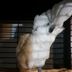 Rescue Cockatoo