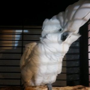 Rescue Cockatoo