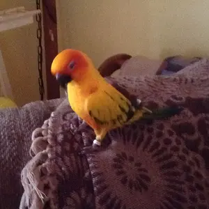 Media 'Mr Skittles' in category 'Conures'