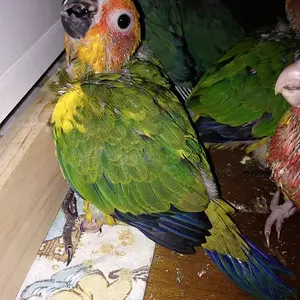 New Bub