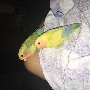 My Babies