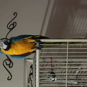 Pepe My B&g