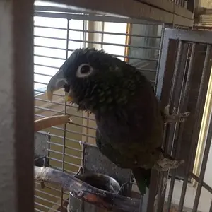 My Pionus