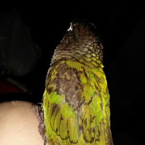 Bronzing Feathers Green Cheek Conure