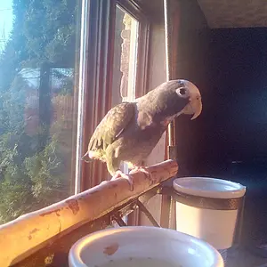 My Female White Capped Pionus Named Suki