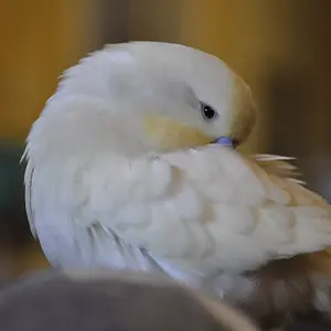 Media 'Preen' in category 'Budgies, Parakeets, and Cockatiels'
